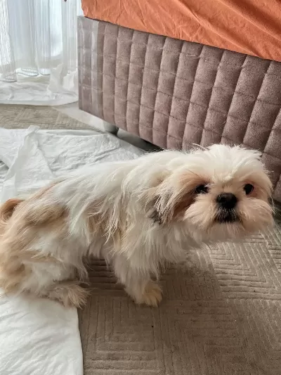 6 Aylık Safkan Dişi Shih-Tzu (Şitsu) Yuvasını Arıyor