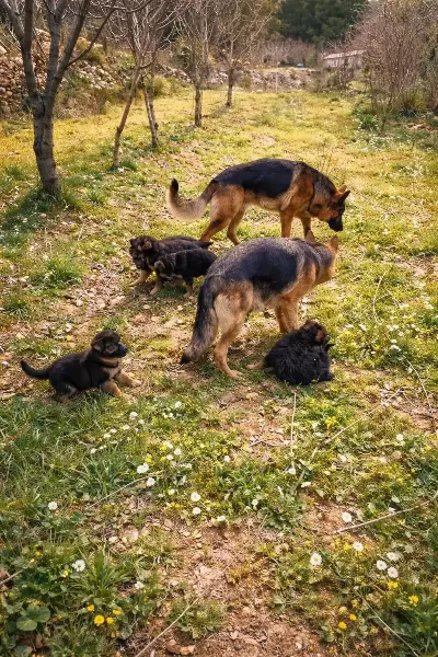 Düşükbel Has Alman Kurdu Yavruları