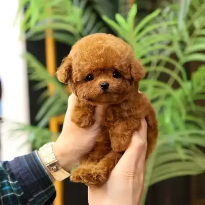 Sevgi Delisi Koreli Toy Poodle Yavrularım