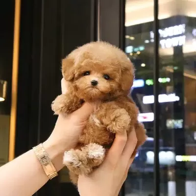 Eğitimli Saglik Garantili Toy Poodle Yavrularım