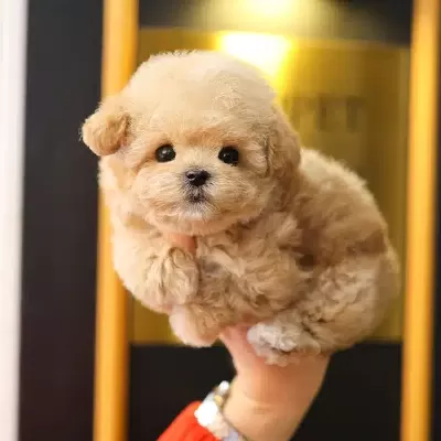 Saglik Ve Irk Garantili Toy Poodle Bebeklerimiz