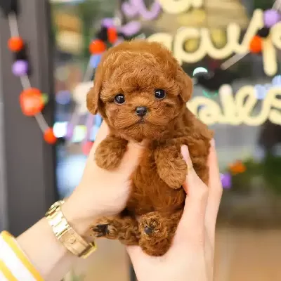Mutlu Oyuncu Kore Toy Poodle Bebişlerimiz
