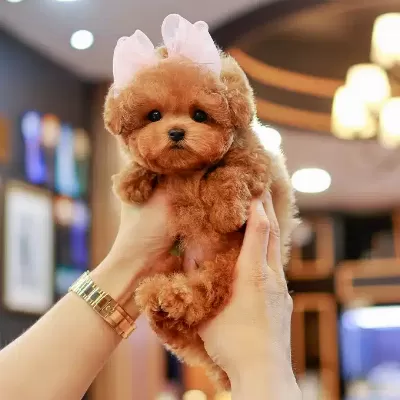 Korean Export Toy Poodle Cocuklarim
