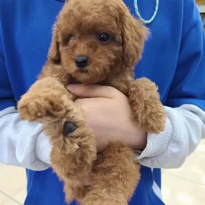 Dünya Tatlısı Toy Poodle Yavruları
