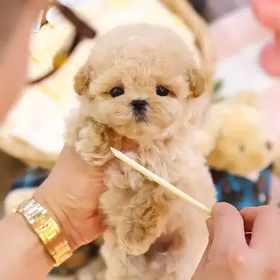 Kalin Pati Ayı Surat Toy Poodle Bebeklerimiz