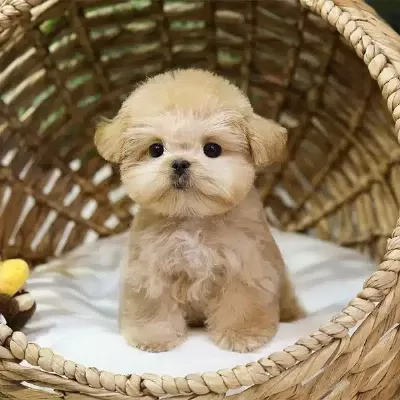 Gerçek Koreli Maltipoo Bebeklerim