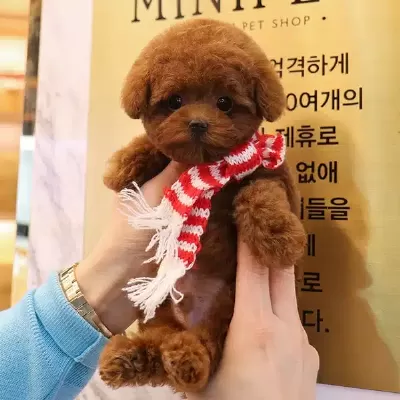 Show Kalite Red Brown Korean Toy Poodle Yavrularım
