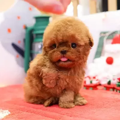 En Ozel Korean Toy Poodle Bebişlerimiz