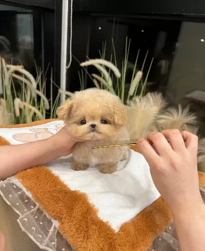 Huzur Dolu Sevgi Arsizi Toy Poodle Bebeklerimiz