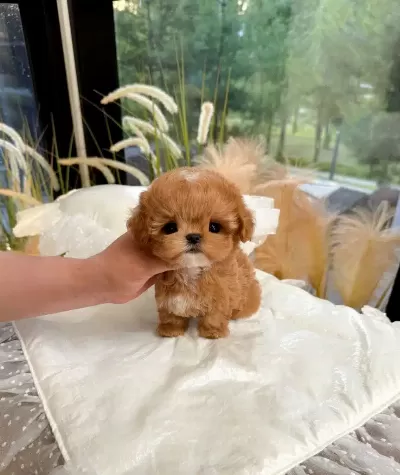 Sevgi Dolu Cok Ozel Korean Poodle Cocuklarim