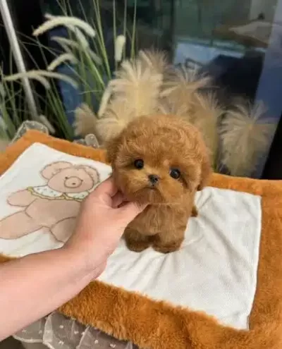 Ozel Mi Ozel Korean Toy Poodle Bebişlerimiz