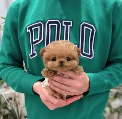 Micro Teacup Fincan Boy Toy Poodle Bebeklerimiz