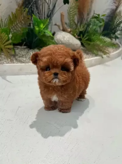Cok Uysal Sevgi Dolu Toy Poodle Yavrularım