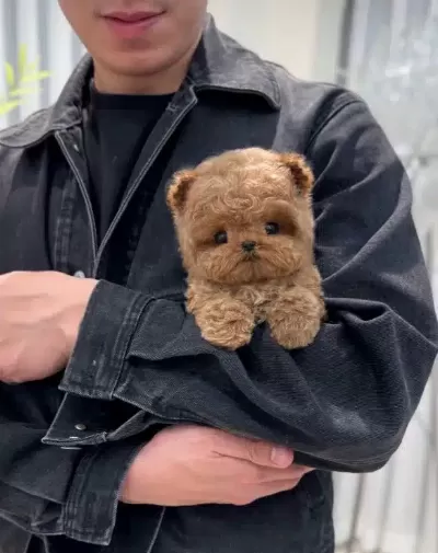 Mutluluk Kaynagi Sevimli Kore Poodle Bebeklerimiz