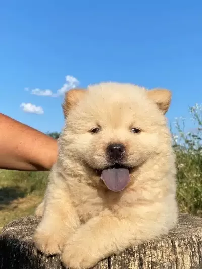 Efsane Chow Chow Yavruları