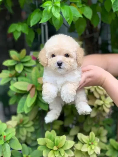 Apricot Renkli Toy Poodle Cocuklarim