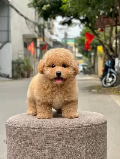 Show Duzeydeki Toy Poodle Cocuklarim