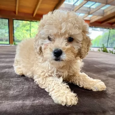 Orjinal Maltipoo Yavruları