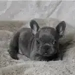 French Bulldog Yavruları