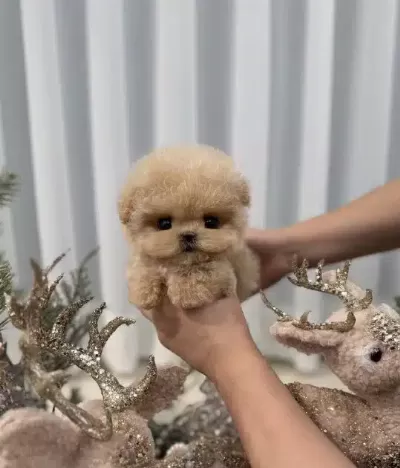 Goz Alici Guzelligi Ile Toy Poodle Bebeklerimiz