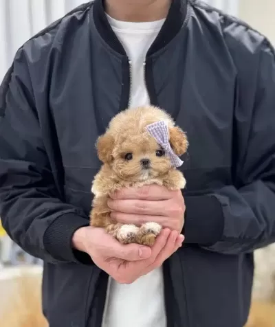 Show Kalite Kore Toy Poodle Bebeklerimiz