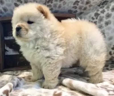 Irk Garantili Chow Chow Yavruları