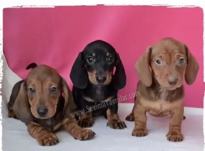 Dachshund ( Sosis Köpek ) Yavruları