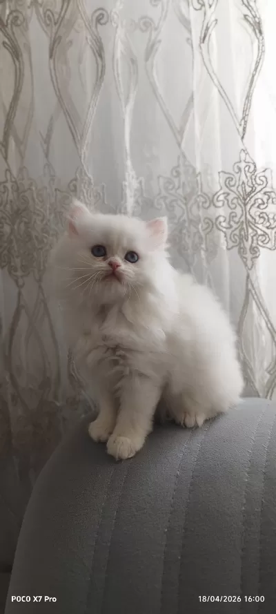 A Kalite Safkan British Longhair