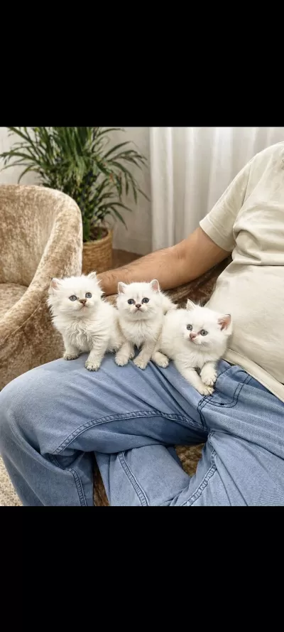 A Kalite British Longhair Yavrular Anne Baba Secerili