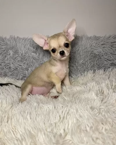 Güzel Renk Yapısı İle Chihuahua Yavruları