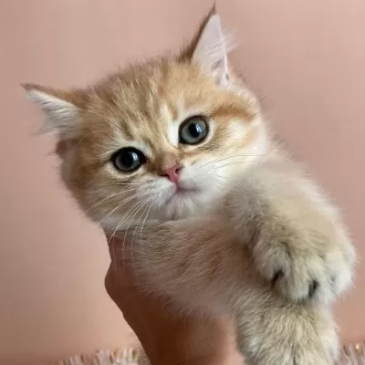 Özel British Shorthair Yavruları