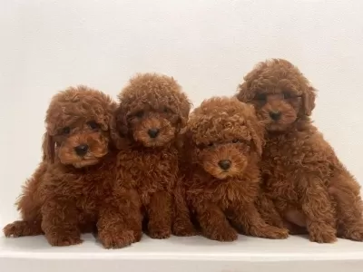 Irk Garantili Toy Poodle Yavrular