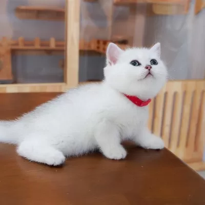 British Shorthair Yavruları