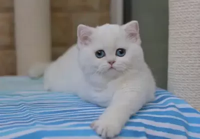 British Shorthair Yavruları