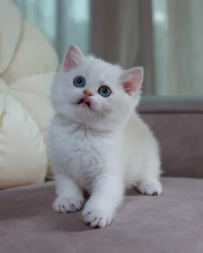 British Shorthair Yavruları