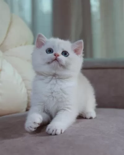 British Shorthair Yavruları