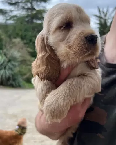 Dünya Tatlısı Cocker Yavruları
