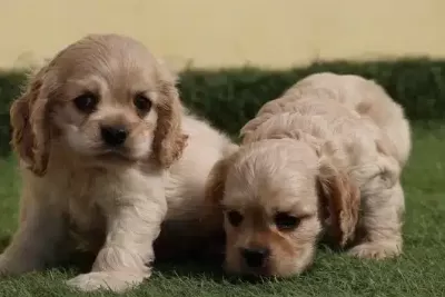 Dünya Tatlısı Cocker Yavruları