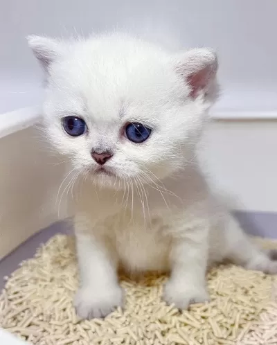 British Shorthair Yavruları