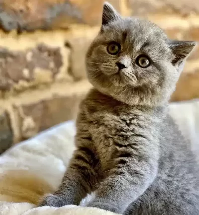 British Shorthair Yavruları