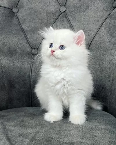 British Longhair Yavruları