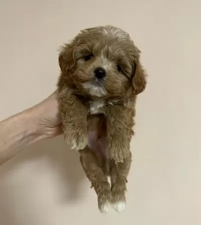 Dünya Tatlısı Maltipoo Yavruları