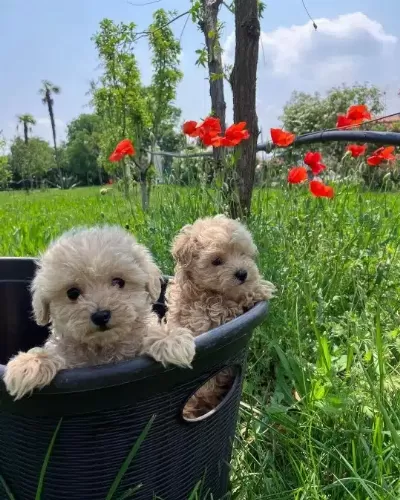 F2 Maltipoo Yavruları