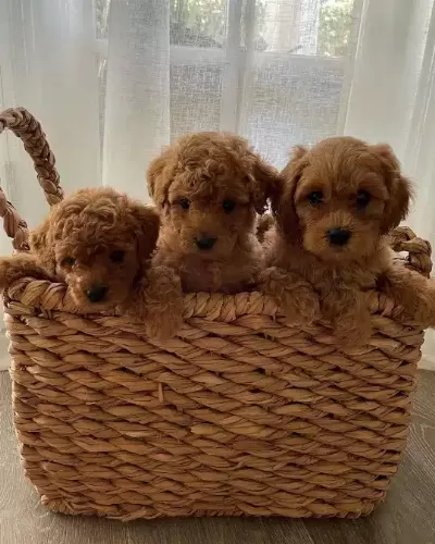 Irk Garantili Toy Poodle Yavruları