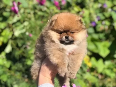 Irk Garantili Pomeranian Yavruları