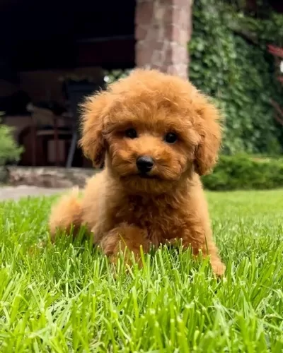 Özel Renge Sahip Toy Poodle Yavruları