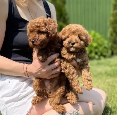 Özel Toy Poodle Yavruları
