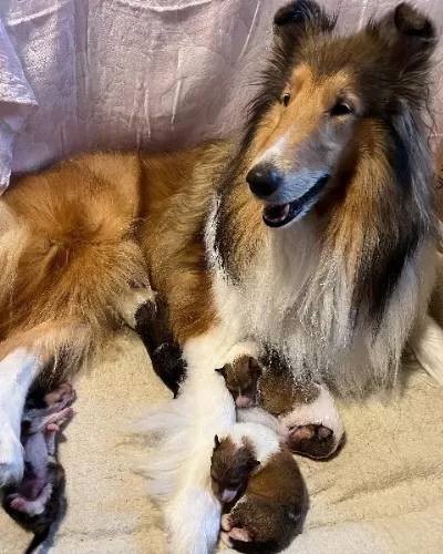 Rough Collie ( Lessie ) Yavruları