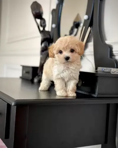 Irk Garantili Maltipoo Yavruları