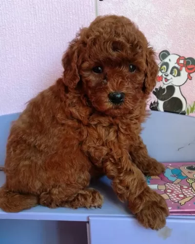 Irkının Güzel Toy Poodle Yavruları